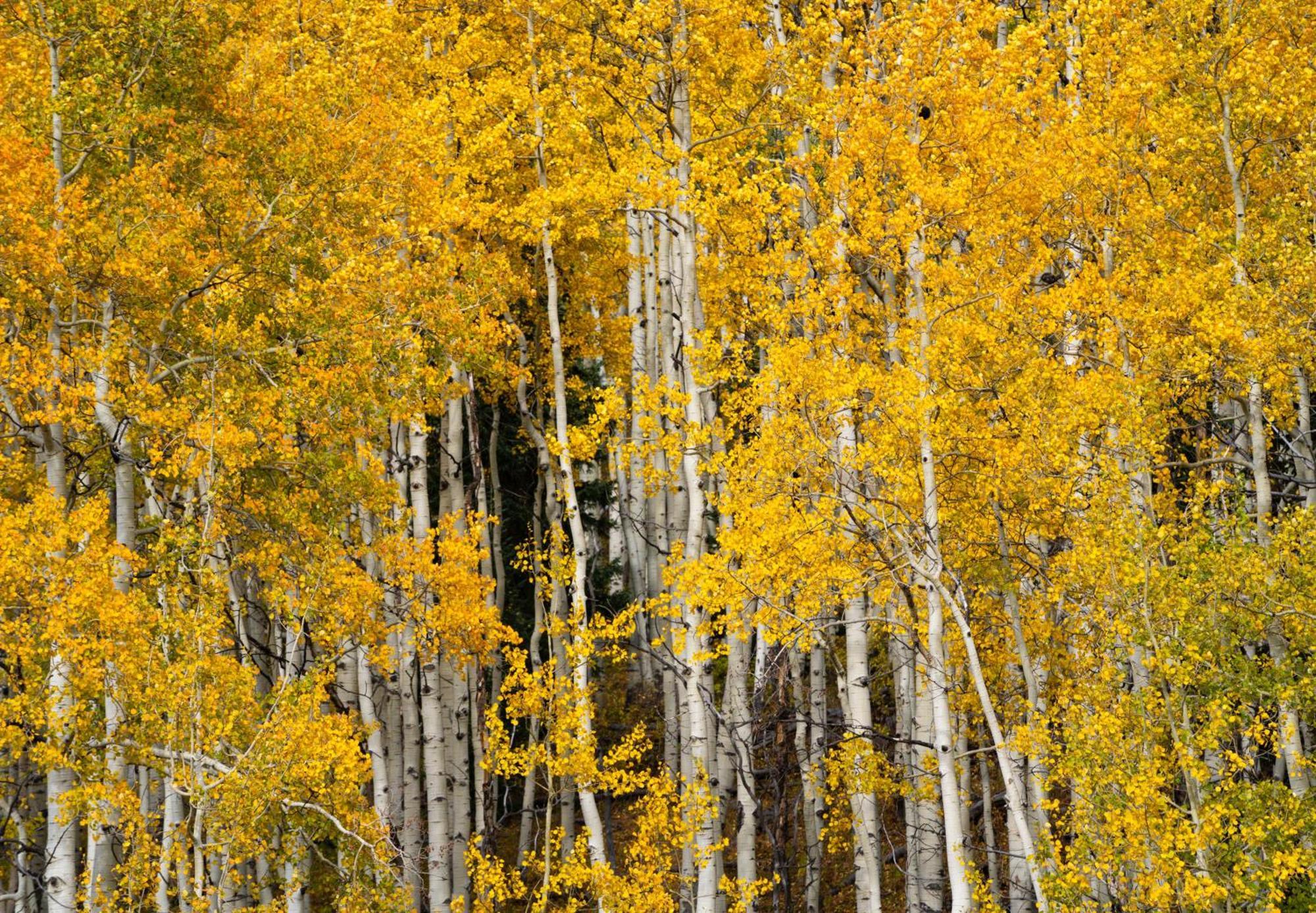 Aspen Springs Angel Fire Aparthotel Exterior photo